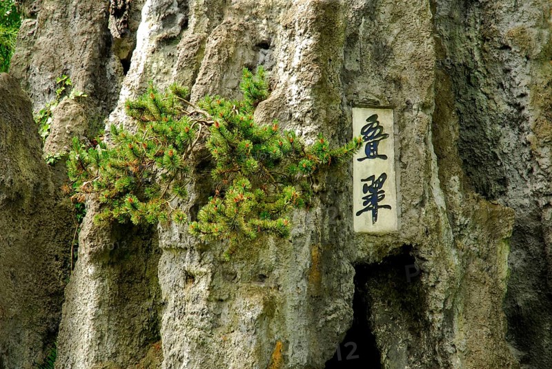 Chinese characters and pine on rocks, China garden, Zurich, Switzerland, Europe