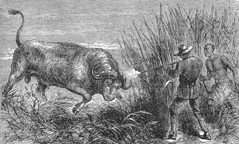 Hunting a buffalo, white hunter with rifle shoots the wildebeest, 1869, Botswana, Historic, digitally restored reproduction of a 19th century original, exact original date unknown, Africa