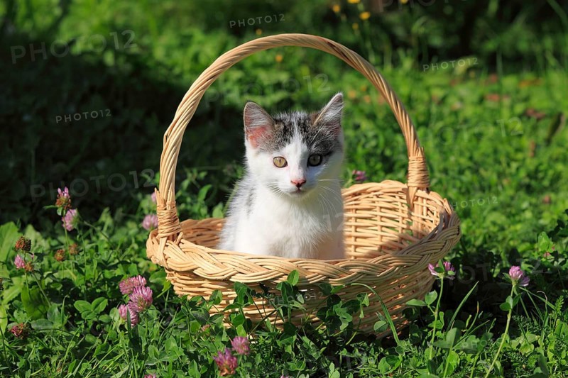 House cat, kitten, basket