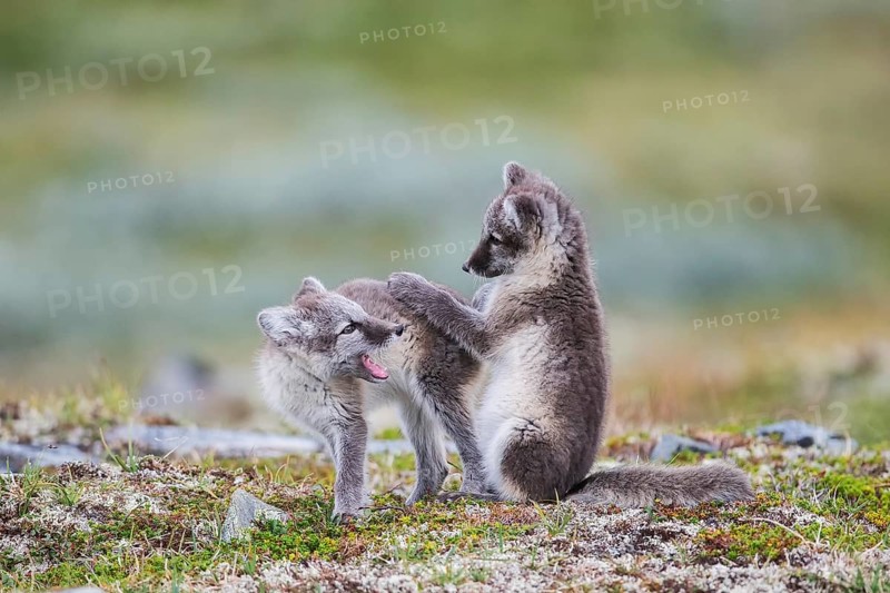 Arctic foxes (Vulpes lagopus), playing puppies, Varanger, Finnmark, Norway, Europe