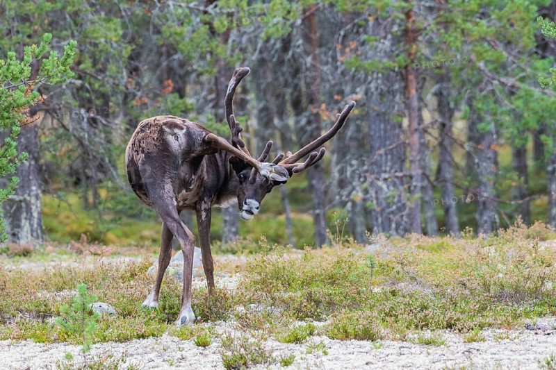 Reindeer (Rangifer tarandus) rubs with hind leg at antler velvet, Dalarna, Sweden, Europe