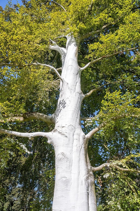 Limed tree trunk on a copper beech (Fagus sylvatica) as protection against frost, stress cracks and pests, Canton Thurgau, Switzerland, Europe