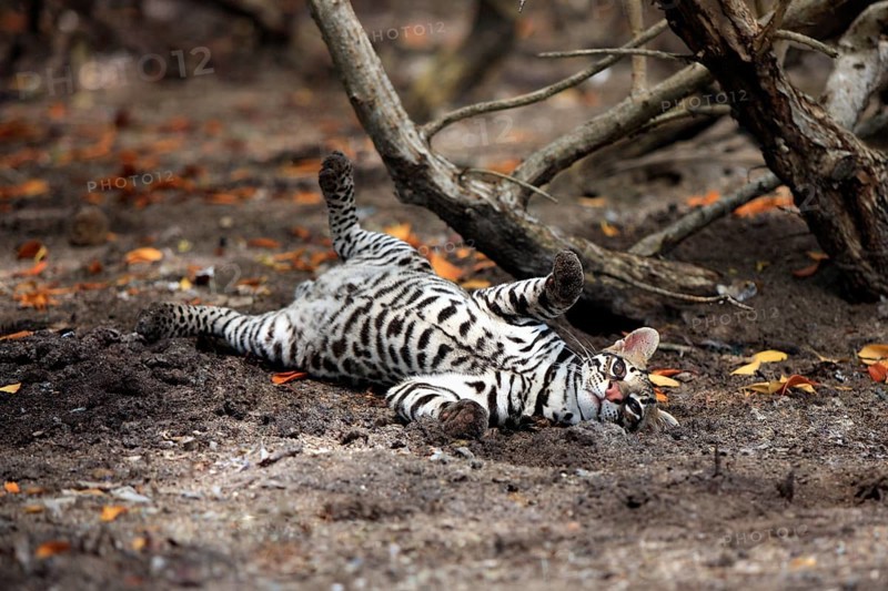 Ocelot (Leopardus pardalis) male, Honduras, Central America