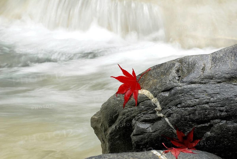 Japanese (Acer japonicum aconitifolium) maple, leaves on stones