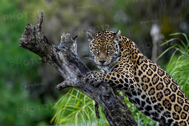 Jaguar (Panthera onca) with radio collar on gnarled tree trunk, captive, Conservation Land Trust breeding station, Iberá Project, Esteros del Iberá, San Alonso Island, Corrientes Province, Argentina, South America