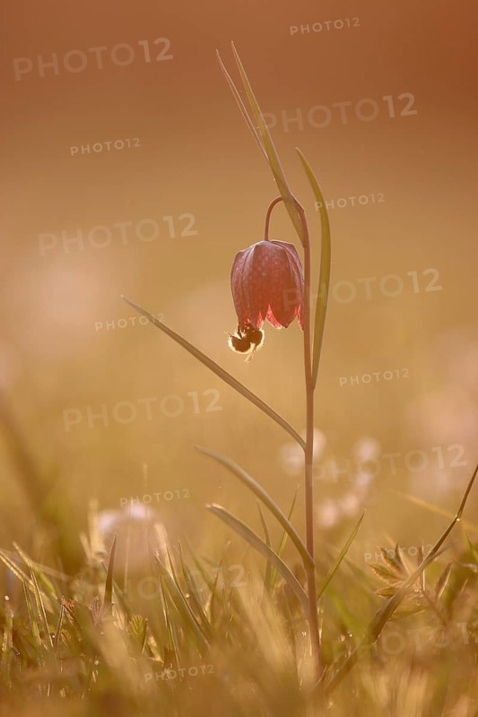 A bumblebee takes nectar from the flower of a snake's head fritillary (Fritillaria meleagris) in the golden evening light on a wet meadow, spring, Bavaria, Germany, Europe