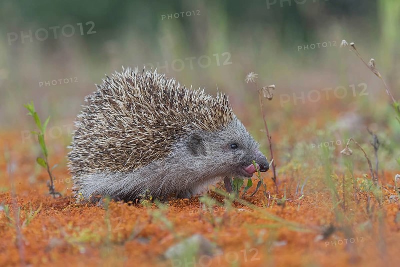 Hedgehog (Erinaceidae) licks snout with tongue, Upper Austria, Austria, Europe