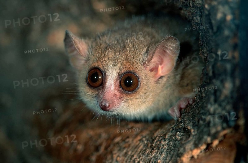 Lesser Mouse Lemur (Microcebus murinus), Grauer Mausmaki, Gewoehnlicher Mausmaki, Gewöhnlicher Mausmaki