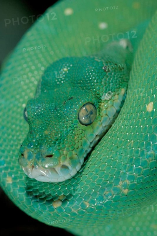 Green Tree Pythons (Morelia viridis)