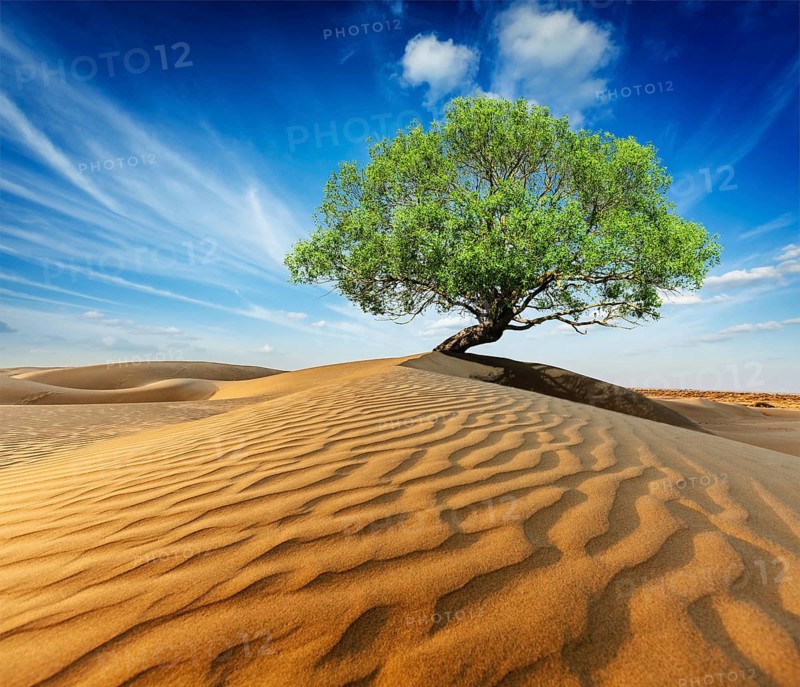 Life ecology solitude concept, lonely green tree in desert dunes