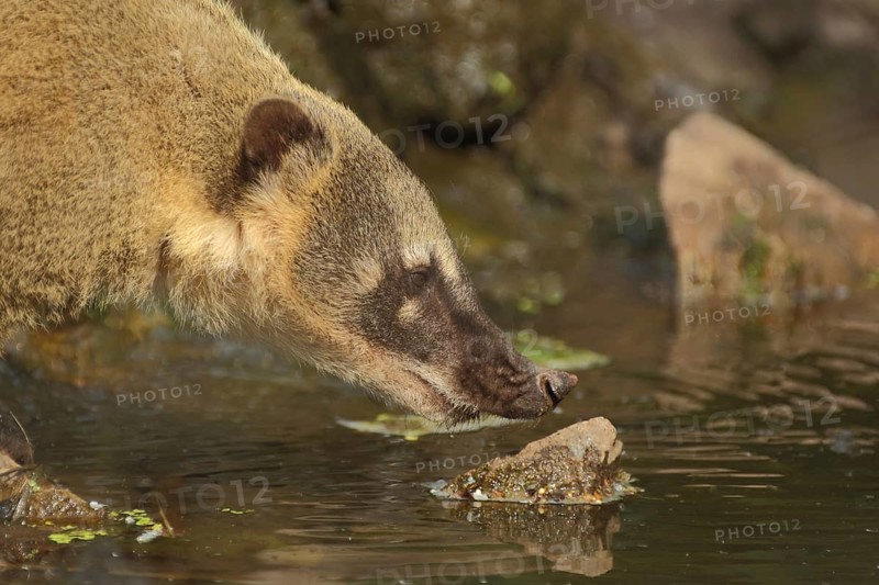 South American coati (Nasua nasua) at the water, portrait, nose, coatis, procyonids (Procyonidae), small bear, captive