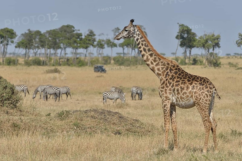 Masai Giraffe (Giraffa camelopardalis tippelskirchi) and Burchell's zebra (Equus quagga), Massai Mara, Serengeti, Rift Valley province, Kenya, Africa