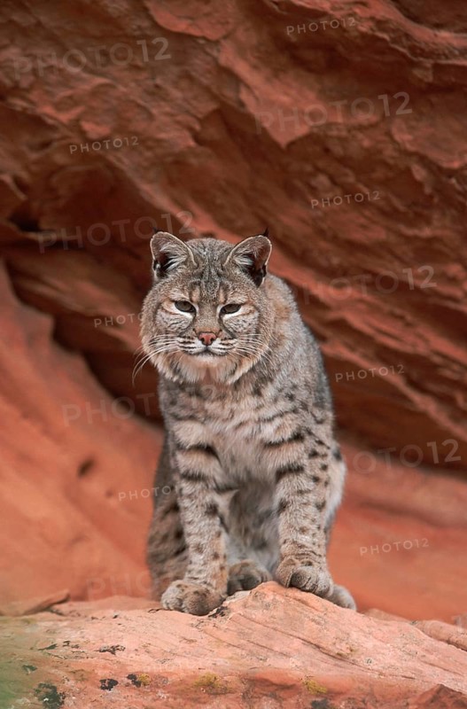 Bobcat (Lynx rufus)