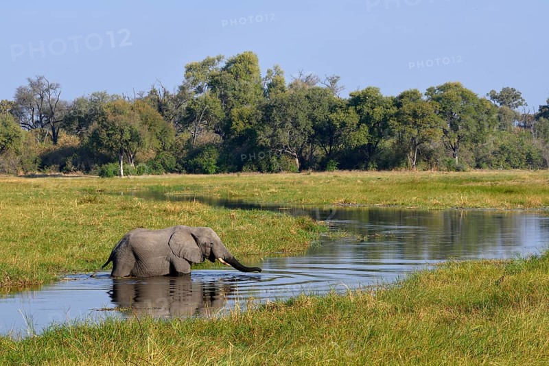 Elephant (Loxodonta africana) in swampy terrain, crosses the Khwai River, Khwai Region, North-West District, Okavango Delta, Botswana, Africa