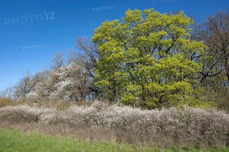 Forest edge, Norway maple (Acer platanoides) and blackthorn (Prunus spinosa), flowering, Thuringia, Germany, Europe