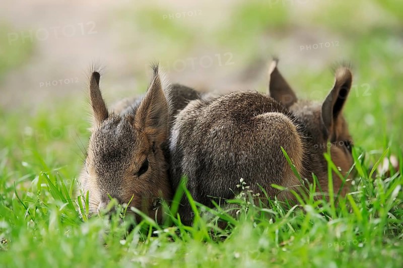 Patagonian mara (Dolichotis patagonum) or Greater Mara, juveniles, captive, occurrence in Argentina