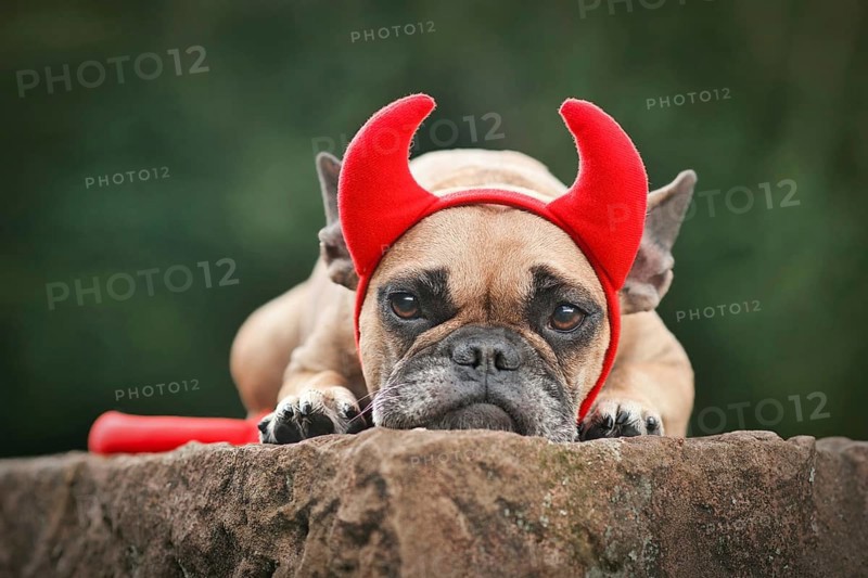 Cute French Bulldog dog wearing Halloween costume with red devil horns and tail