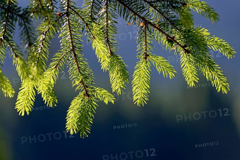 European spruce (Picea abies), twigs with fresh needle tips in backlight, Stillachtal near Oberstdorf, Allgäu Alps, Allgäu, Bavaria, Germany, Europe