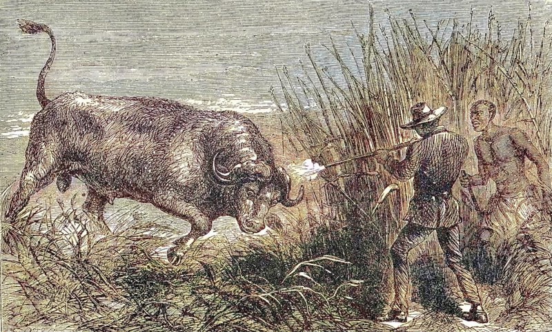 Hunting a buffalo, white hunter with rifle shoots the wildebeest, 1869, Botswana, Historic, digitally restored reproduction of a 19th century original, exact original date unknown, Africa