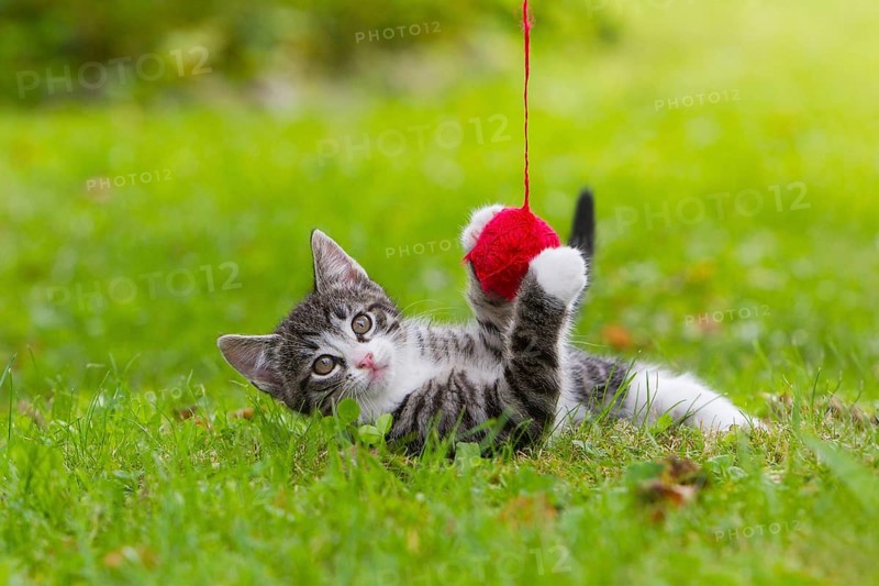 Domestic cat, kitten with a woolly club