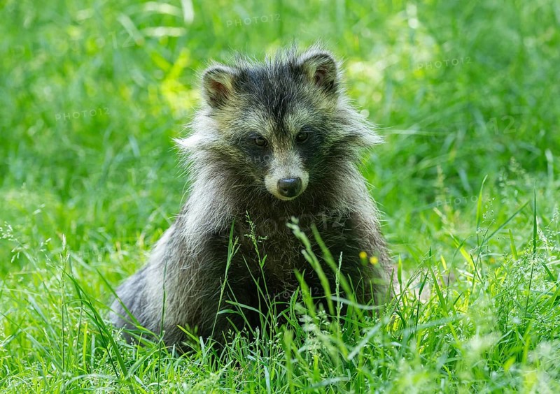 Raccoon dog (Nyctereutes procyonoides) sitting in a meadow, captive, Hesse, Germany, Europe
