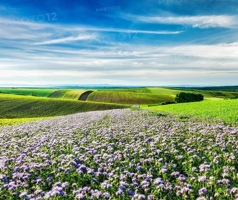 Rolling fields of Moravia, Czech Republic with purple flowers