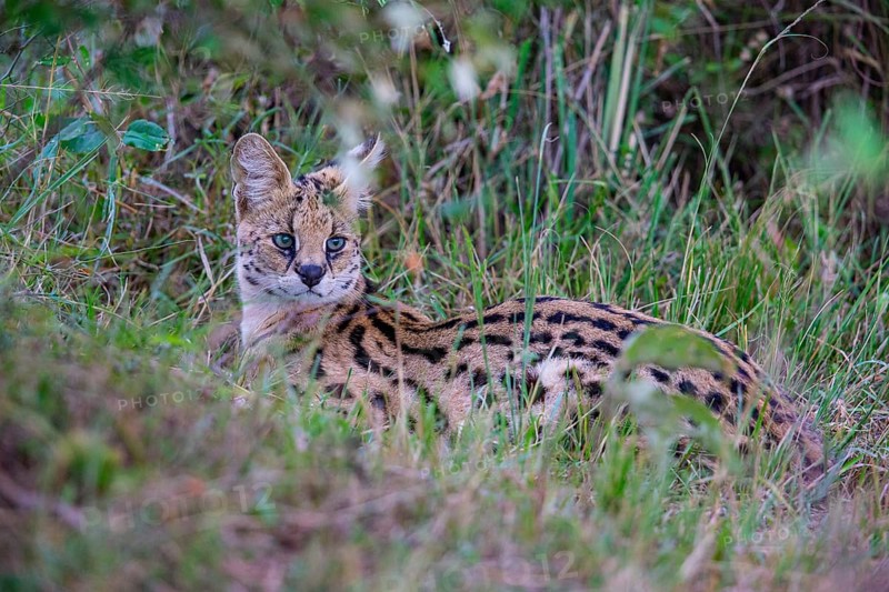 Serval (Leptailurus serval) Masai Mara Kenya