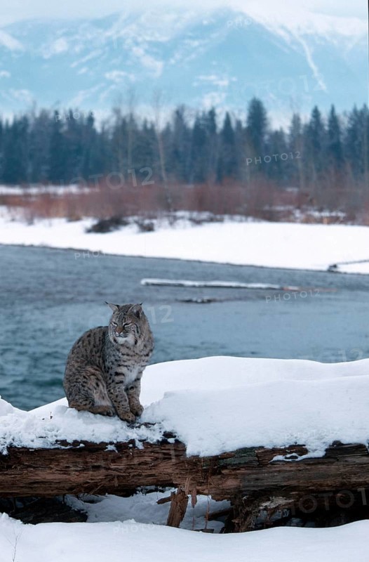 Bobcat (Lynx rufus), Rotluchs, Schnee, snow