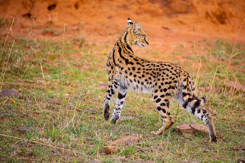 Serval (Leptailurus serval) Masai Mara Kenya