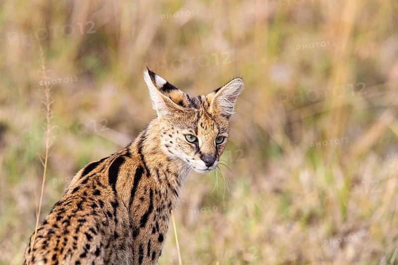Serval (Leptailurus serval) Masai Mara Kenya