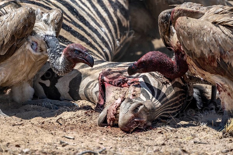 Many white-backed vulture (Gyps africanus) with bloody heads feeding on the carcass of a dead plains zebra (Equus quagga), Etosha National Park, Namibia, Africa