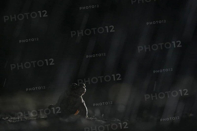 Common toad (Bufo bufo), single male, in the rain, on the way to the spawning waters, evening, toad migration, Bottrop, Ruhr area, North Rhine-Westphalia, Germany, Europe