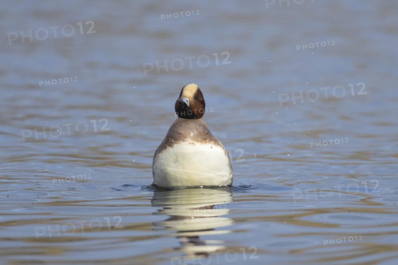 Eurasian wigeon (Mareca penelope) adult male duck on a lake, Suffolk, England, United Kingdom, Europe