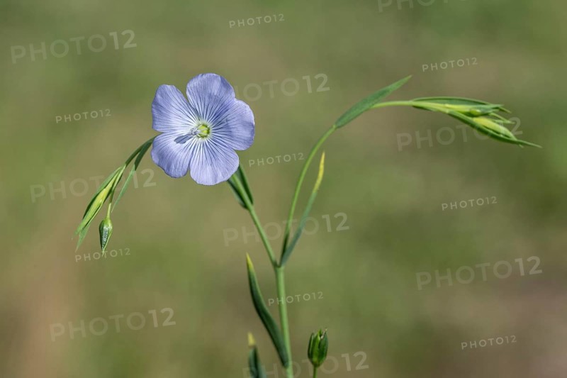 Flax (Linum ustatissimum), Emsland, Lower Saxony, Germany, Europe