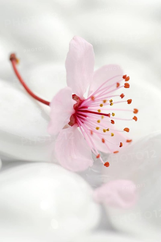 Cherry plumsblue (Prunus cerasifera) on stones, plum blossoms, purple-leaf plum