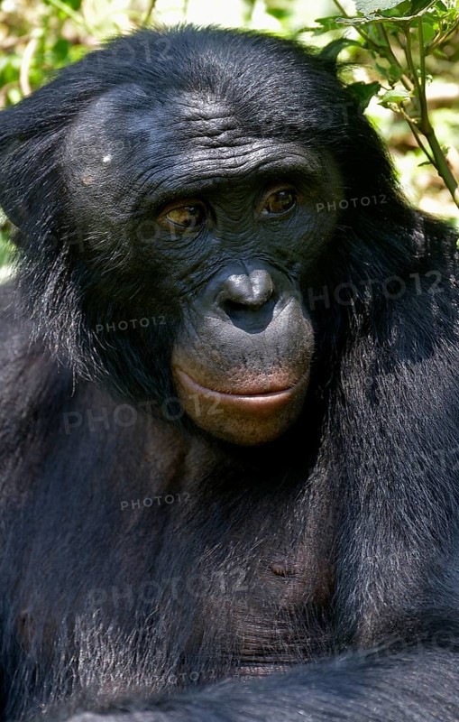 Bonobo (Pan paniscus), portrait, Lola ya Bonobo Sanctuary, Kimwenza, Mont Ngafula, Kinshasa, Democratic Republic of the Congo
