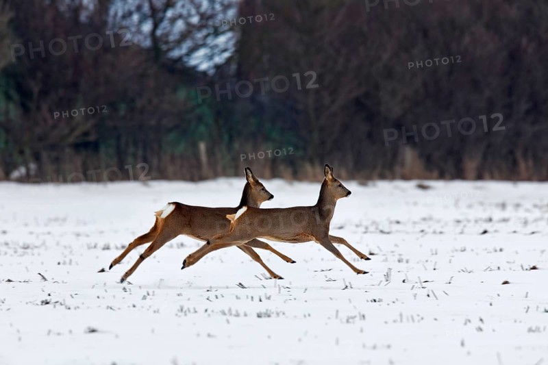 European roe deer (Capreolus capreolus) jumping and fleeing in the field in winter in the snow, Germany, Europe