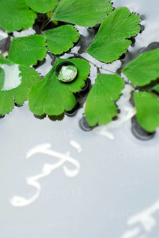 Lady hair fern and Japanese characters (Adiantum raddianum)