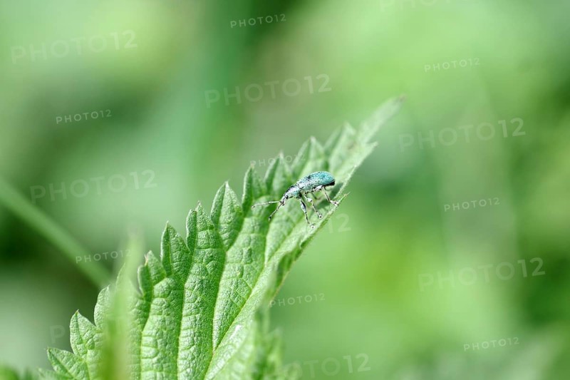 Nettle weevil (Phyllobius pomaceus), beetle, macro, leaf, close-up of a green weevil