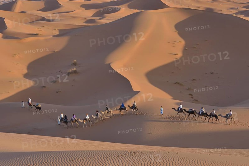 Tourists riding camels in the dunes, Sahara, Merzouga, Meknès-Tafilalet region, Morocco, Africa