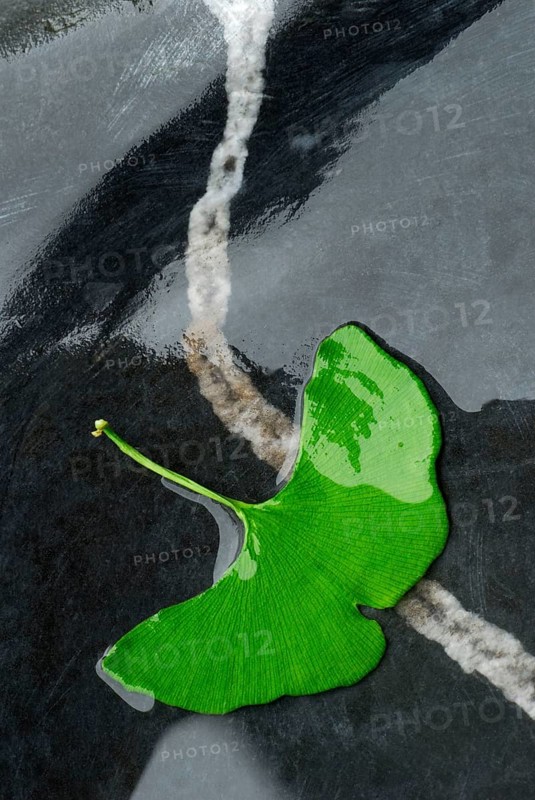 Ginkgoleaf (Ginkgo biloba) and stone in water, gingko