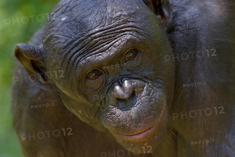 Bonobo (Pan paniscus), portrait, Lola ya Bonobo Sanctuary, Kimwenza, Mont Ngafula, Kinshasa, Democratic Republic of the Congo