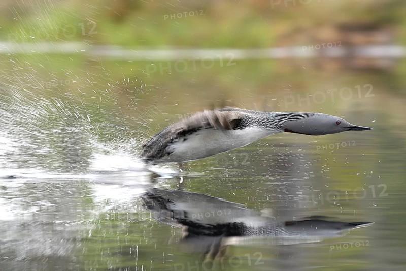 Red-throated diver (Gavia stellata) takes off from the water, Dalarna, Sweden, Europe