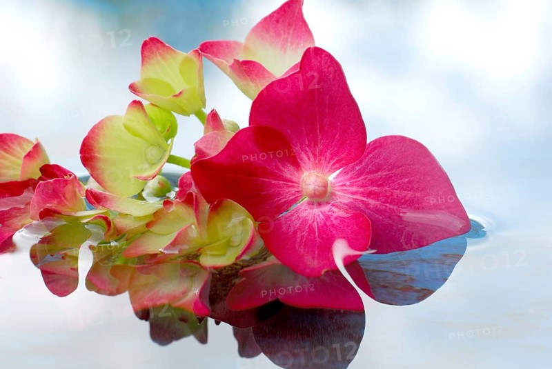 Hydrangea, flowers in water (Hydrangea macrophylla)