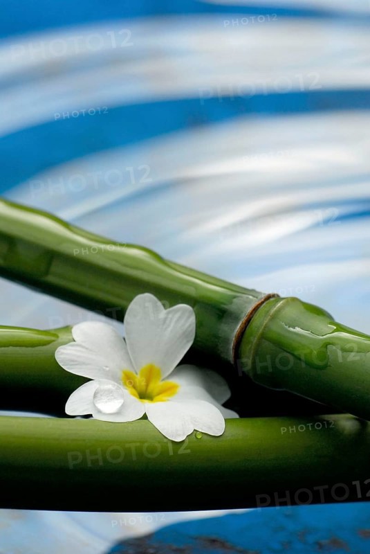 Bamboo cane and flower, bamboo