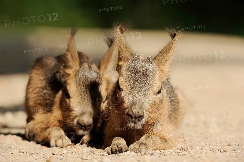 Patagonian mara (Dolichotis patagonum) or Greater Mara, juveniles, captive, occurrence in Argentina