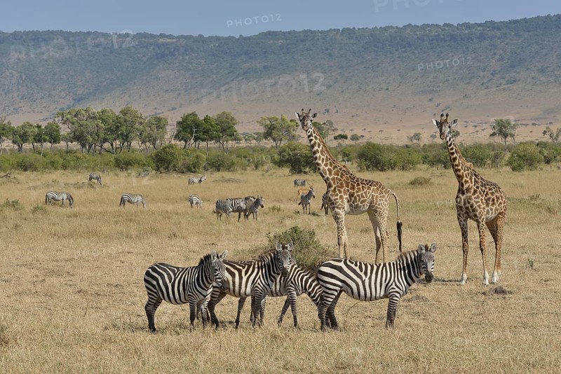 Maasai Giraffes or Kilimanjaro Giraffes (Giraffa camelopardalis tippelskirchi) and Burchell's Zebras or Plains Zebras (Equus quagga), Massai Mara, Rift Valley Province, Kenya, Africa