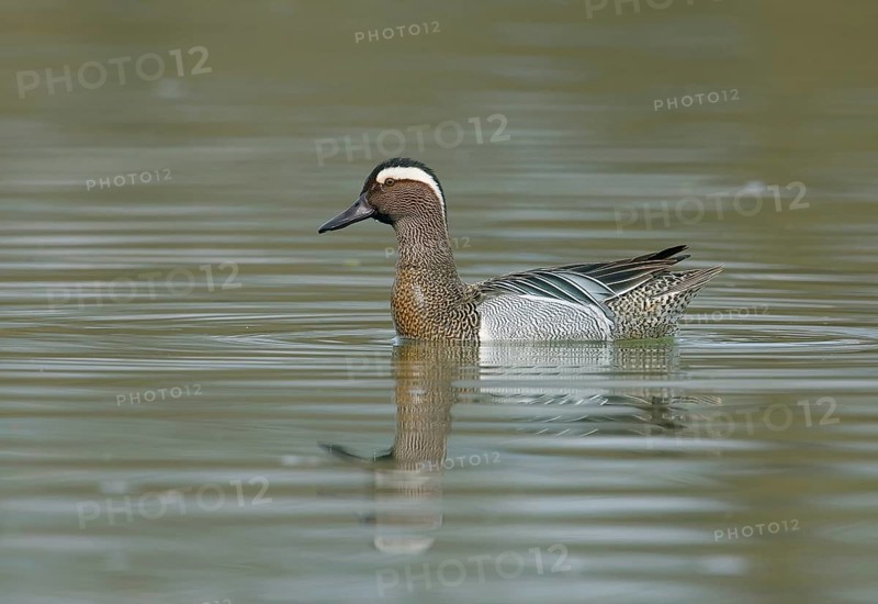 Garganey (Anas querquedula) swims in water, Upper Austria, Austria, Europe
