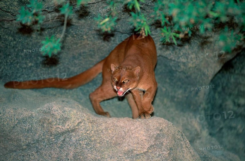 Jaguarundi (Felis yagouaroundi) (Herpailurus yagouaroundi), jaguarundi, mammals, animals, feline, predators, outside, outdoors, landscape, horizontal, aggression, aggressive, standing, dangerous, danger, adult, communication, hissing, growling