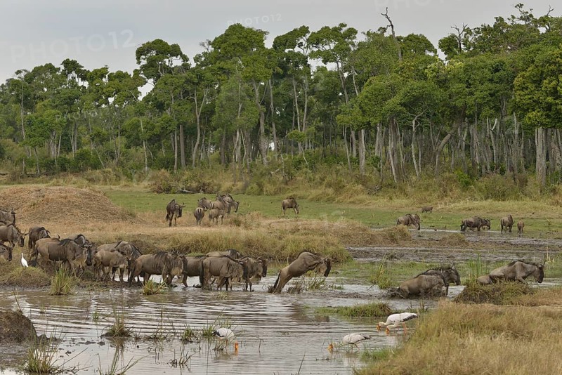 Eastern wildebeest (Connochaetes taurinus albojubatus) crossing a water hole pool on the Mara River in the Great Migration, Massai Mara, Serengeti, Rift Valley province, Kenya, Africa